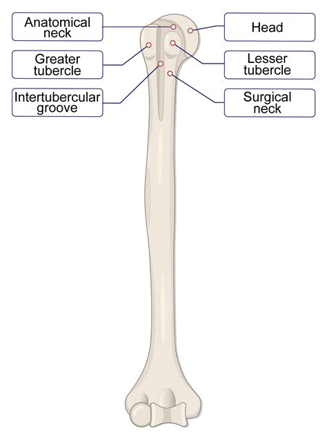 Lesser Tubercle