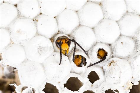 Alive Baby Asian Hornet in Nest Honeycombed Macro in White Background Stock Photo - Image of ...