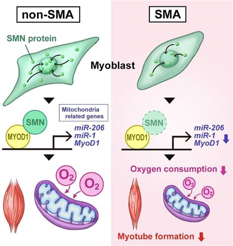 Smn Promotes Mitochondrial Metabolic Maturation During Myogenesis By