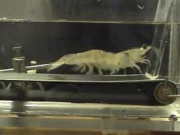 shrimp on treadmill – fisherynation.com