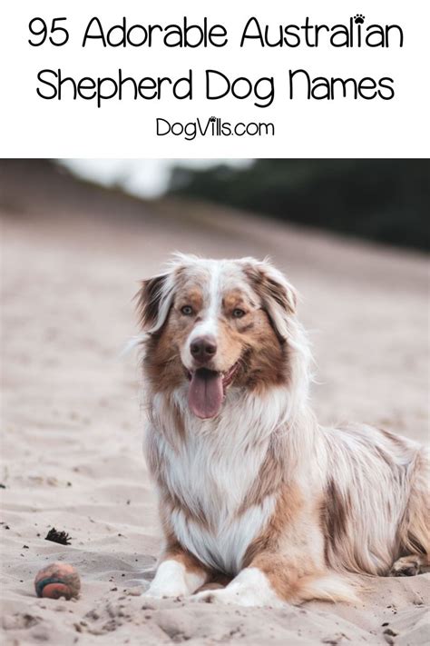 95 Adorable Australian Shepherd Dog Names Dog Names Girl Dog Names