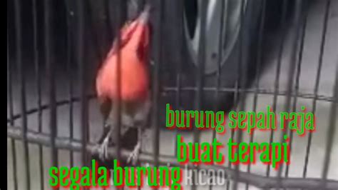 Burung Sepah Raja Gacor Buat Terapi Segala Burung Youtube