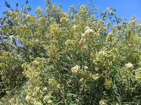 Chilca Baccharis Salicifolia Ecoregistros