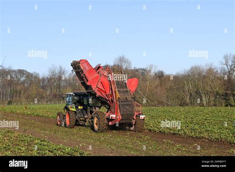 Farmers Harvesting Sugar Beet Stock Photo Alamy