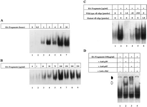 HA Fragments Induce NF B Activation In T 24 Cells In A Dose And