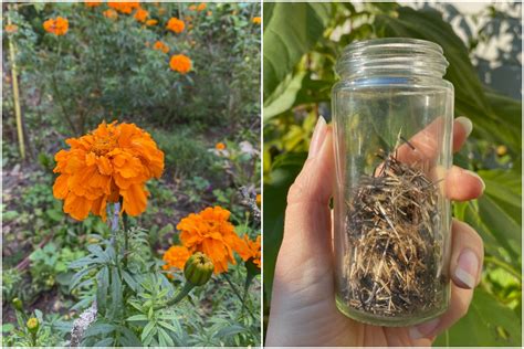 How To Easily Save And Store Marigold Seeds For Planting Next Year