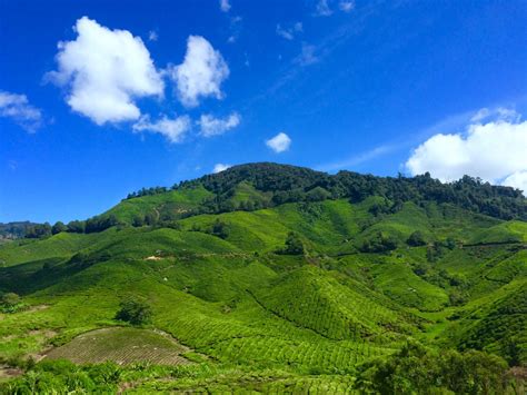 Free Images : landscape, nature, forest, grass, cloud, sky, meadow