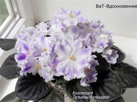 Фиалка ВаТ-Вдохновение