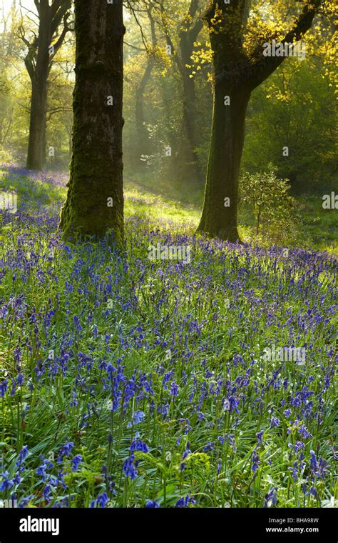 European Native Wildflowers Hi Res Stock Photography And Images Alamy