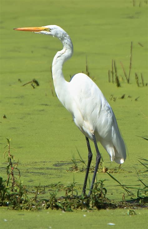 Great Egret Minnesota Breeding Bird Atlas