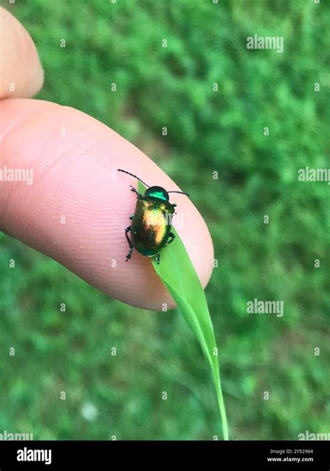 Dogbane Leaf Beetle Chrysochus Auratus Insecta Stock Photo Alamy