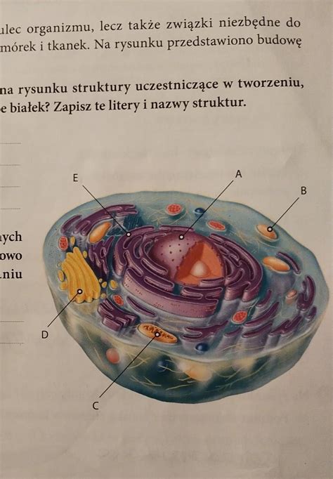 Budowa Kom Rki Zwierz Cej Dla Dociekliwych Bia Ka To Nie Tylko