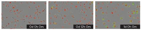 赛多利斯 Incucyte 活细胞分析系统 报价 价格 性能参数 图 赛多利斯 生物器材网