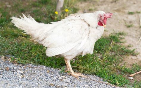 Lethargic Chickens Signs Reasons Treatment Learnpoultry