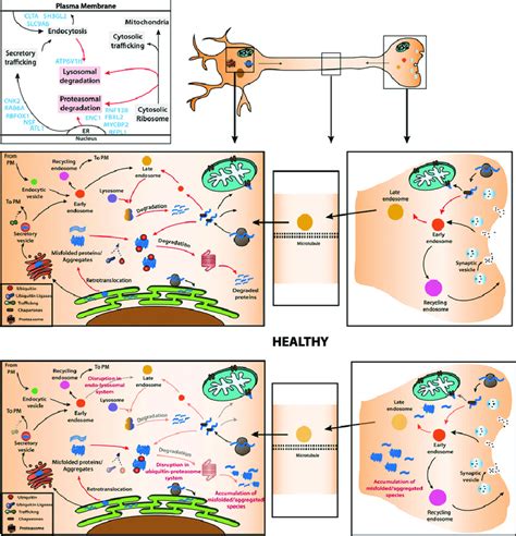 Schematic Representation Of The Main Pathways Involved In The