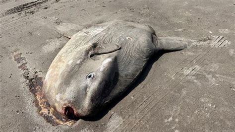 Giant Sunfish Washes Up On Oregon Coast North Of Seaside Krem