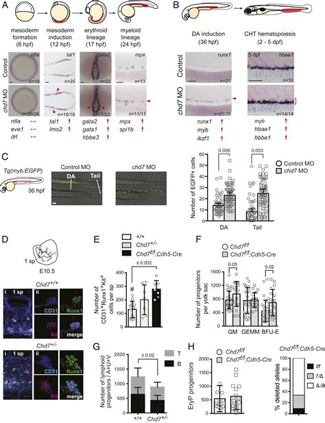 Chd And Runx Interaction Provides A Braking Mechanism For