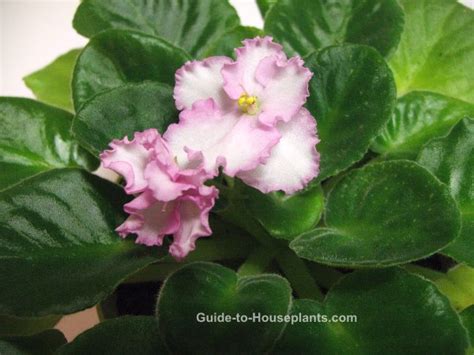 African Violet Plants Saintpaulia Pictures Care Tips Nature S Gateway