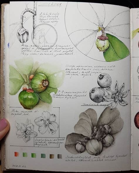 Pin By Kay Waldron On Watercolor Botanical Botanical Sketchbook