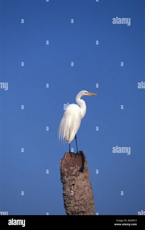 Birds Great Egret Standing Atop Dead Plam Tree Stock Photo Alamy