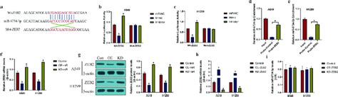 The Regulatory Mechanisms Of Mir P And Zeb A The Targeting