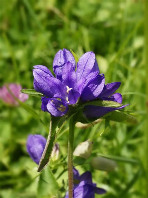 Campanula (Bellflower) – A to Z Flowers