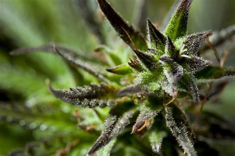 10 Best Indica Seeds Strongest Weed Strains For Sale Online Usa Shipping