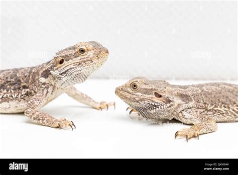 bearded dragon in the terrarium Stock Photo - Alamy