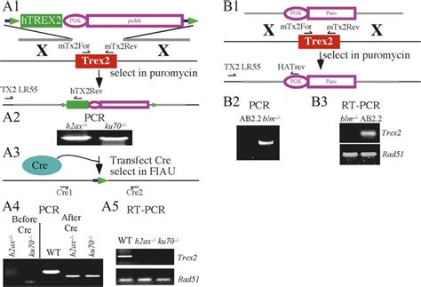 Trex2 knockouts. (A1) Targeting Trex2 with the conditional vector in ...