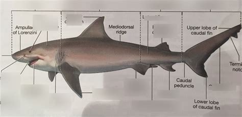 lab 30: class chondrichthyes: shark anatomy Diagram | Quizlet