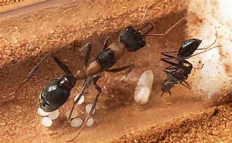Bullet Ant Queen