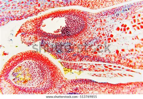 Flower Ovary Ovule Science Background Microscopic Stock Photo Edit Now