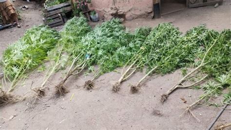 Secuestran Plantines De Marihuana Catamarca Actual