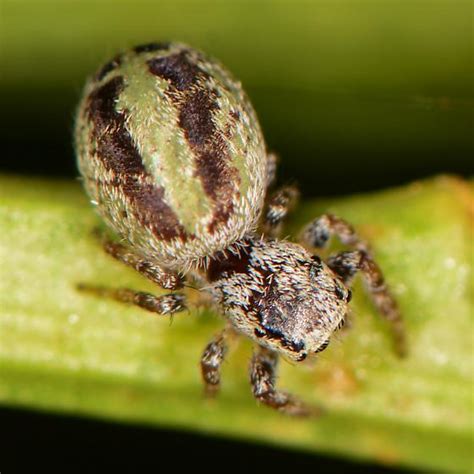 Jumping Spider W Green Brown Abdomen Pelegrina BugGuide Net