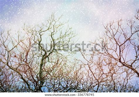 Winter Tree Without Leaves Stock Photo 336778745 Shutterstock