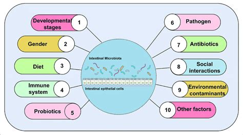 Major Factors Affecting Gut Microbial Composition Abundance And