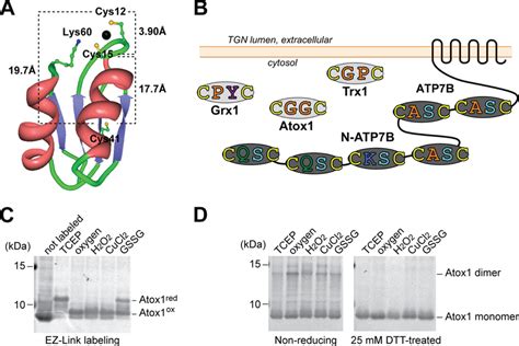 Cys Residues Of Atox Are Susceptible To Oxidation A Crystal