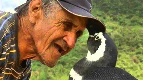 Dindim The Penguin Swims 5000 Miles To See His Human Soulmate Every