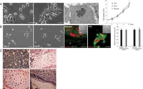 A Morphology Of HES Cells Grown On A Poly D Lysin Coated PDL Plate