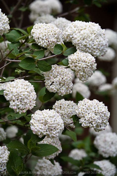 Fragrant Viburnum Diy