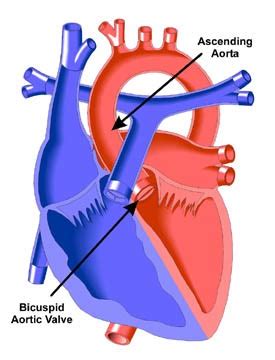 Bicuspid; Premolar