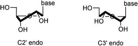 nucleoside, nucleoside, nucleotide Flashcards | Quizlet