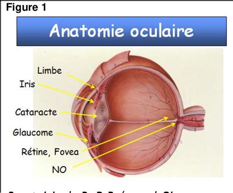 Figure 1 From Protocole National De Diagnostic Et De Soins PNDS