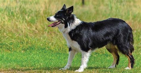 Discover the Border Collie Australian Shepherd Mix - My Dog's Name