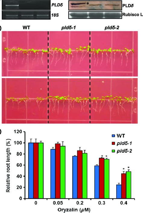 Insensitive Phenotype Of Pldδ Seedlings To Oryzalin Treatment A