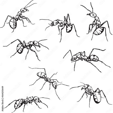 Ant Insect Crawling Black Vector Drawing Silhouette Eyes Design