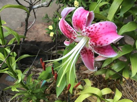 Rubrum Lily Lilium Speciosum In The Lilies Database