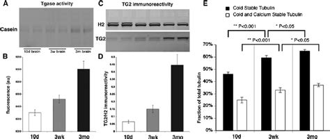 Characterization Of Transglutaminase Activity Tg2 Protein And