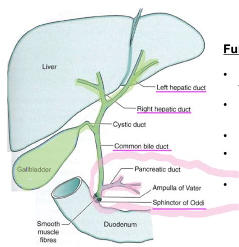 GI Tract 4 Exocrine Function Of GIT Liver Flashcards Quizlet