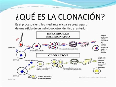 The Cloning The Cloning